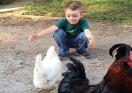 Mały chłopiec chce przytulić kurę. Jej reakcja jest niezwykle zaskakująca