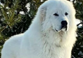 Ten post jest poświęcony prawdziwemu hodowcy