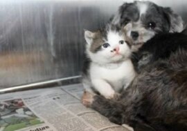 Znaleźli bezpańskiego psa ukrytego w krzakach. Zobacz co pies chciał im pokazać