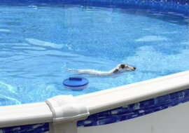 Pies znalazł ciekawy sposób, aby wydostać się z basenu. Wideo