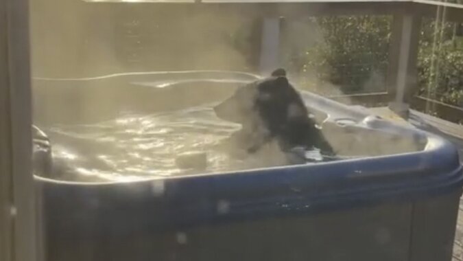Niedźwiedź popływał w jacuzzi przed zdumionymi turystami. Wideo