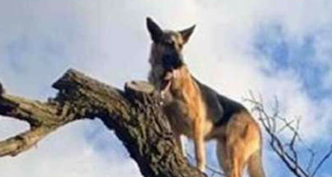 W pogoni za kotem, owczarek nie zauważył jak się wspiął na szczyt drzewa
