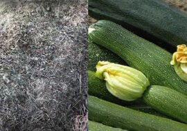 Rób to, a będzie mieć dużo cukinii