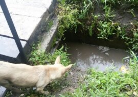 Mama psa wezwała przechodniów do pomocy, gdy jej szczenięta zostały zalane wodą