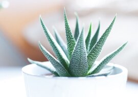 Aloes. Jest ważny powód, a nawet dwa dlaczego każdy powinien mieć go w sypialni