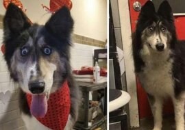 Husky Jubilee zasłynęła swoim szalonym wyglądem i on ją uratował