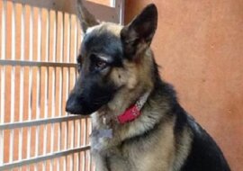 Wzięli psa ze schroniska, nie znając jego historii. Biedak bardzo zawiódł się na człowieku