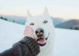 Rodzinie z Peru sprzedano drapieżnika pod postacią husky. W jaki sposób dowiedzieli się o oszustwie?