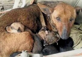 Kobieta usłyszała dziwne dźwięki dochodzące z lęgowiska bezpańskiego psa. Kiedy przyjrzała się bliżej, zobaczyła małą rączkę