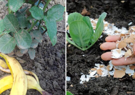 Najlepszy naturalny nawóz do ogrodu. Jak prawidłowo używać na duże zbiory