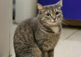 Sąsiadka opowiedziała o ulicznym kocie, który miauczał obok niej i rozpaczliwie ją wołał