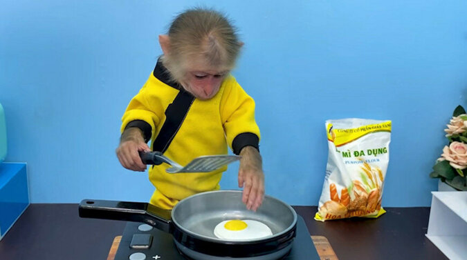 Małpa Bibi podbiła Internet pokazując, jak opiekuje się swoim towarzyszem. Wideo