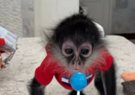 Małpa z przyjemnością je lizaka – to jest takie urocze. Wideo