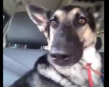 Ten pies ma niezrównane wyczucie rytmu. Wideo