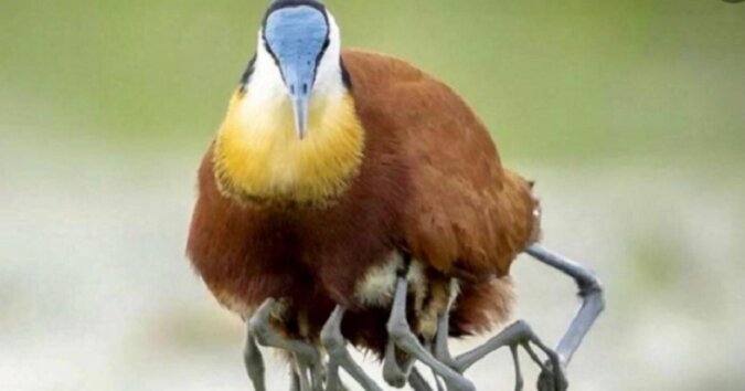 Unikalny ptak tropikalny – długoszpon afrykański