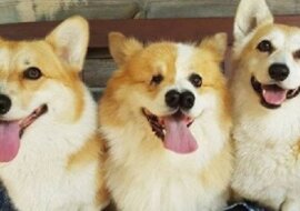 Lekarz weterynarii nie zgodził się na eutanazję corgi z dwoma nosami
