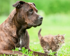 Miły pitbull przyprowadził do domu ciężarną kotkę i pomógł jej przy porodzie