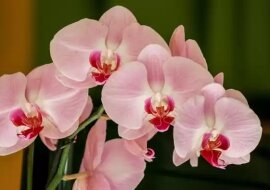 Wykorzystaj prosty trik i storczyki będą kwitły jak szalone