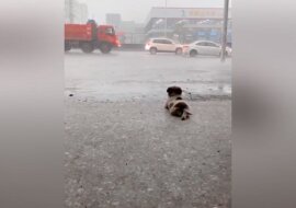 Reakcja szczeniaka na ulewny deszcz podbiła wszystkich. Niesamowite wideo