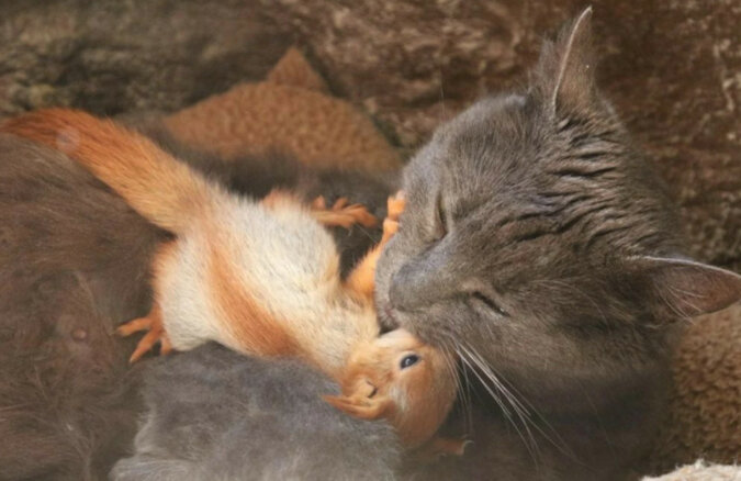 Kotka wychowała osierocone małe wiewiórki