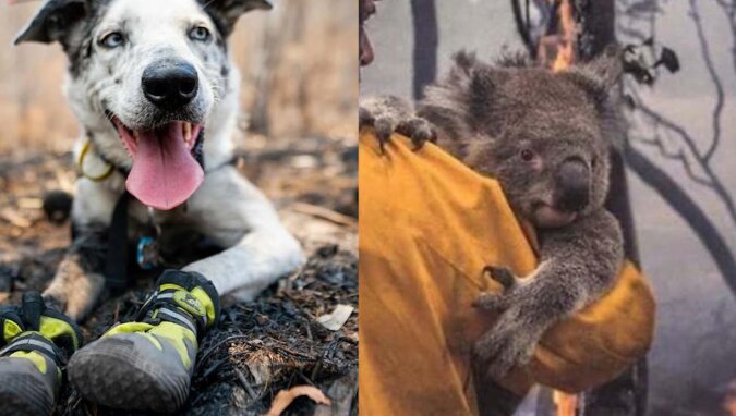 W Australii został nagrodzony pies, który uratował ponad sto koali w pożarach