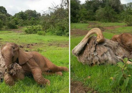 Słoniątko, które straciło mamę, codziennie przytula strusia