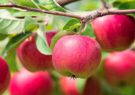 Aby uchronić jabłoń przed procesem starzenia się