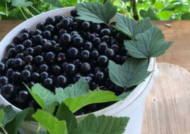 Potraktuj swoje porzeczki sodą, aby pozbyć się chorób roślin