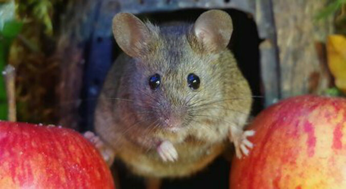 Urocze i słodkie: fotograf zbudował domek dla myszy i zaaranżował sesję zdjęciową