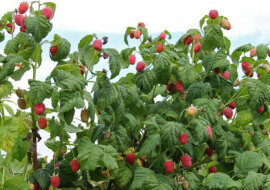 9 prostych wskazówek dla obfitych zbiorów malin