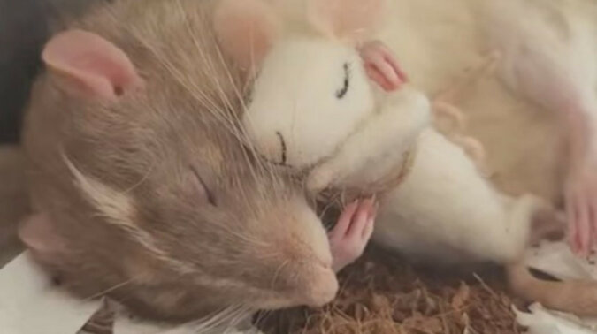 Szczur śpi w objęciach pluszaka – to jest takie urocze. Wideo