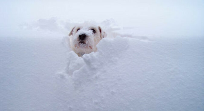 Zaginiony pies zakopany pod 1,5 metra śniegu cudownie uratowany w USA