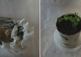 Jak ukorzenić ciętą chryzantemę. Prosta i skuteczna metoda