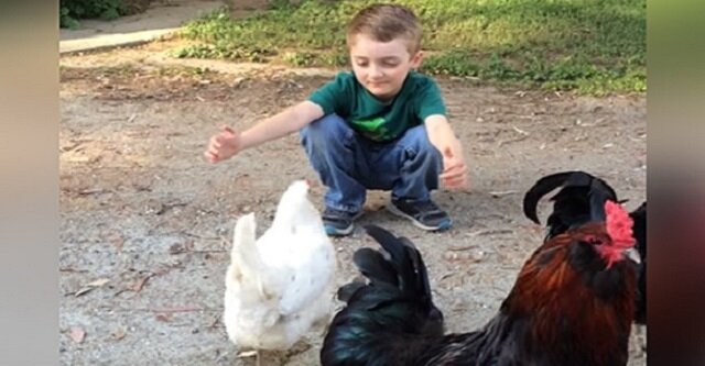 Mały chłopiec chce przytulić kurę. Jej reakcja jest niezwykle zaskakująca