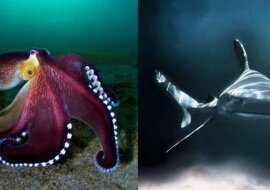 Niesamowite zdjęcia oceanu, które wygrały międzynarodowy konkurs fotograficzny