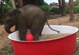 Piłka wodna: lekcja mistrzowska od małego słonia. Wideo