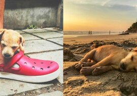 Para turystów zaryzykowała i wzięła chorego szczeniaka znalezionego w slumsach Indii