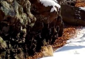 Fotopułapka w parku narodowym „Ziemla leoparda” uchwyciła trzy gatunki kotów