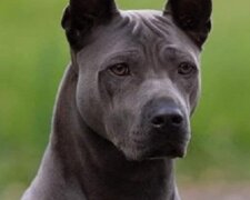 Poznaj skarb narodowy Tajlandii – tajski ridgeback