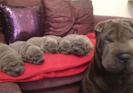 Czworonożne mamy są bardzo dumne ze swoich szczeniąt