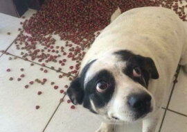 „Ups!” – zdjęcia zwierzaków, które zostały pokonane