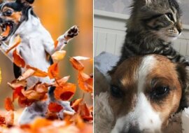 Najzabawniejsze zdjęcia zwierząt z Animal Friends 2021