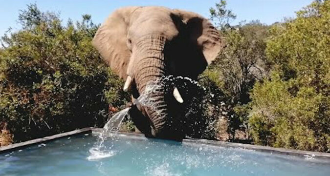 Słonie przychodzą pić wodę z basenu w ośrodku wypoczynkowym w Afryce. Wideo