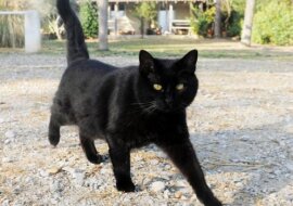 Kotka z instynktem macierzyńskim adoptował oposa. Zobacz