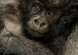 Mały i kędzierzawy model: mały goryl z niezwykłą fryzurą uroczo pozuje do zdjęć