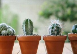 Czy można uprawiać kaktusy w mieszkaniu? Oto co mówi feng shui