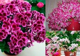 Proste triki, dzięki którym będziesz długo się cieszyć kwiatami doniczkowymi