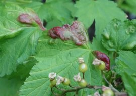 Już teraz warto zwalczać mszyce na porzeczkach i na wiciokrzewie. To najbardziej skuteczny sposób