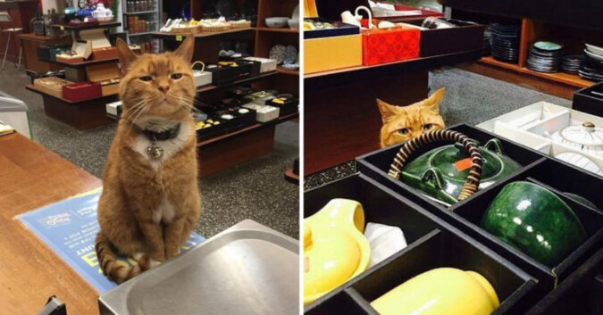 Ten „pracowity” kot spędził ostatnie 12 lat prowadząc sklep, nie biorąc ani jednego dnia wolnego