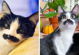 Jak na ironię, najbardziej „wąsatą” jest kotka, a nie kot